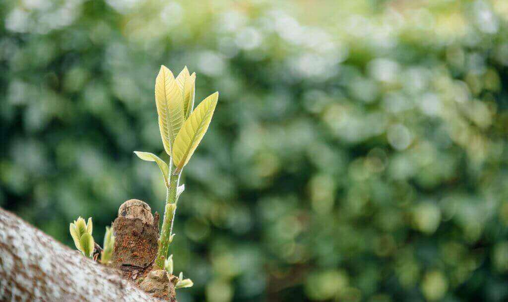 Picture of a tree stem sprouting a new branch, strategy, sound negotiator, ai.