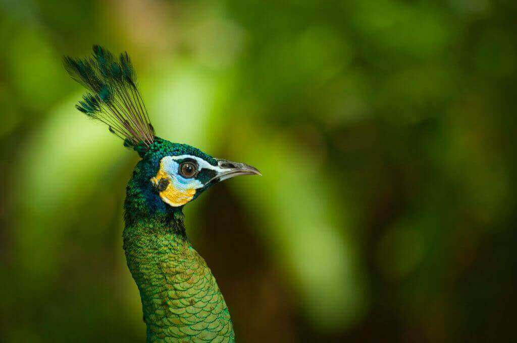 Picture of a peacock, strategy, artificial intelligence, strategy, sound negotiator, ai.