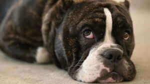 Picture of a dog lying on the ground, looking up, strategy, sound negotiator, ai.