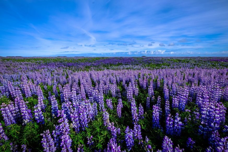 Purple flower field, smartest person not found in same colored field, sound negotiator, ai.